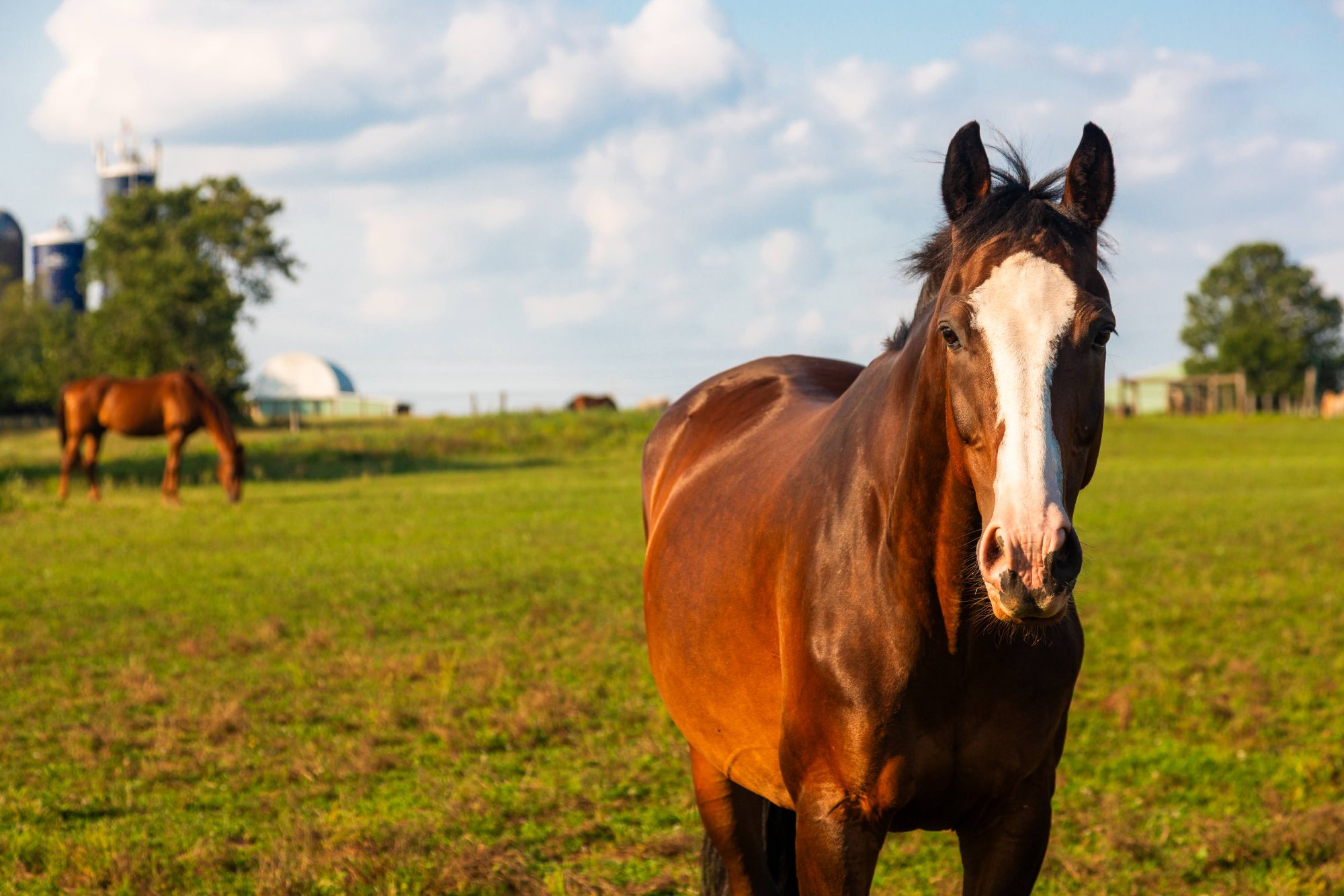 A horse at Gwyn Meadows Farm